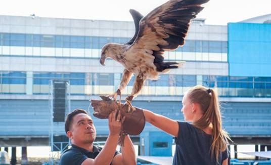 All-Star Bird Show
