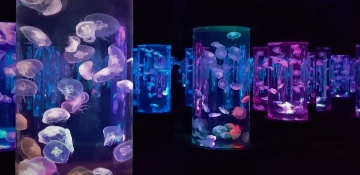 Jellies Exhibit