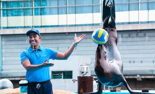 Sea Lion Show