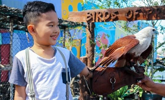 The Birds of Prey Kingdom