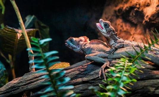 World of Creepy Crawlies