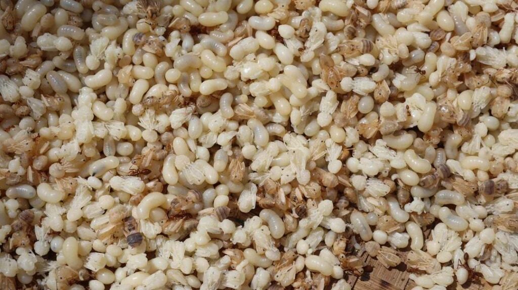 Abuos (Ant Eggs)