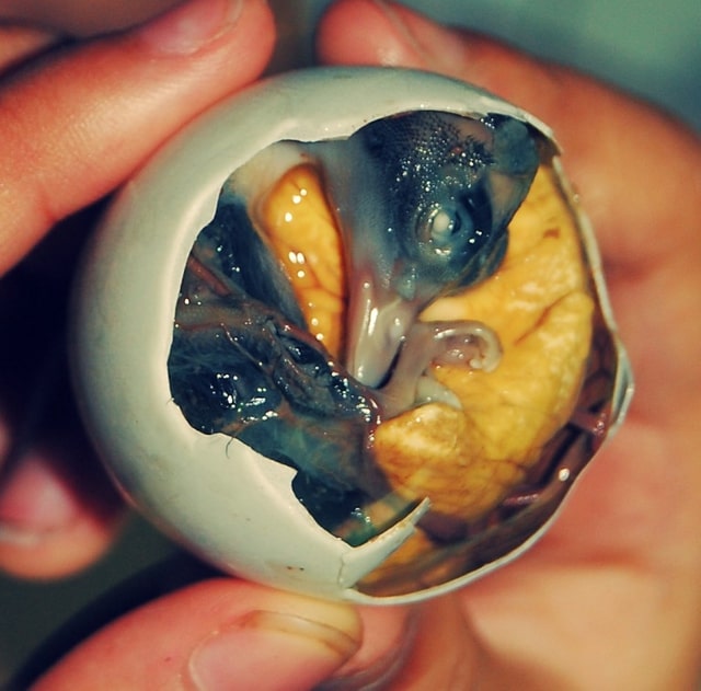 Balut (Duck Embryo)