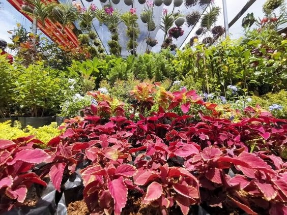 Buy plants in Silang