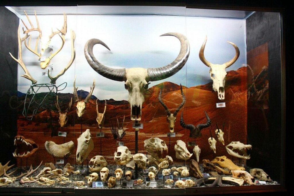 Discover D'Bone Collector Museum