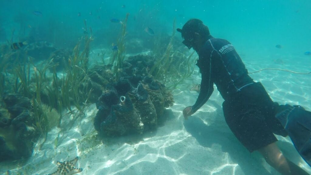 Giant Clam Sanctuary
