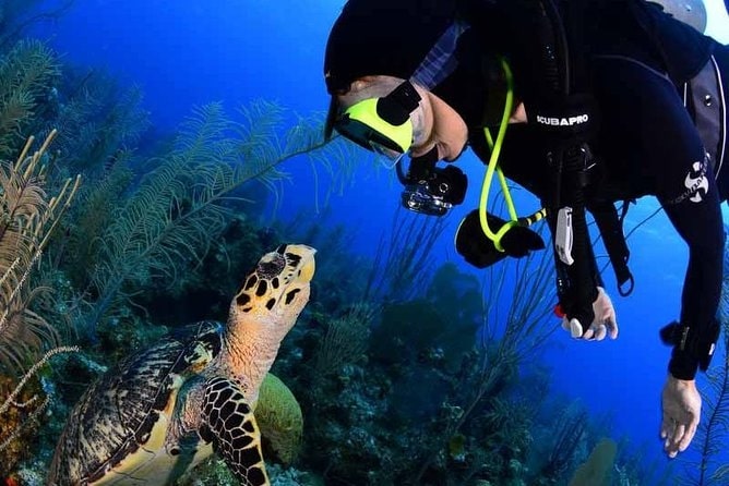 Go scuba diving or freediving in Anilao