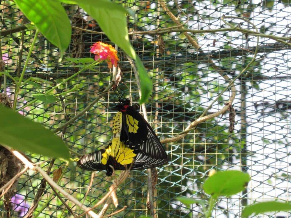 Jumalon Butterfly Sanctuary and Art Gallery
