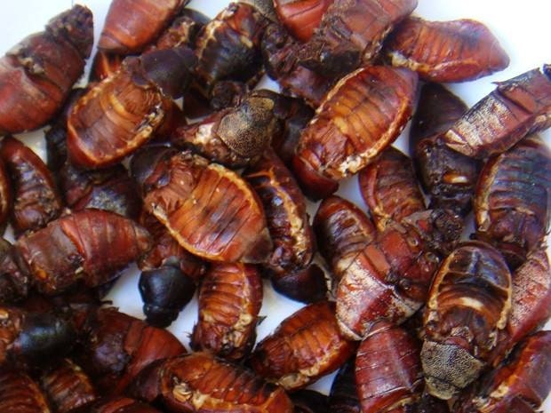 Salagubang (Beetle)