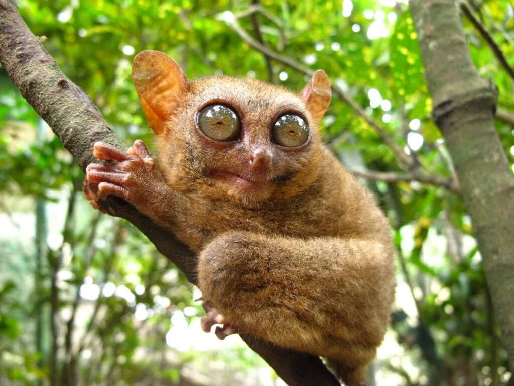 Say hi to Tarsiers at Philippine Tarsier and Wildlife Sanctuary