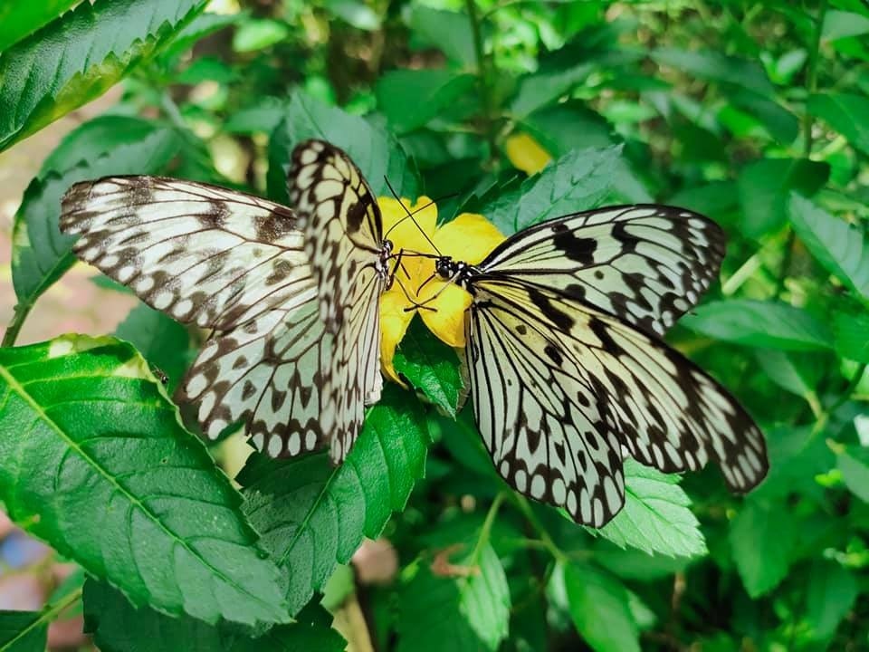 Stop by Davao Butterfly House