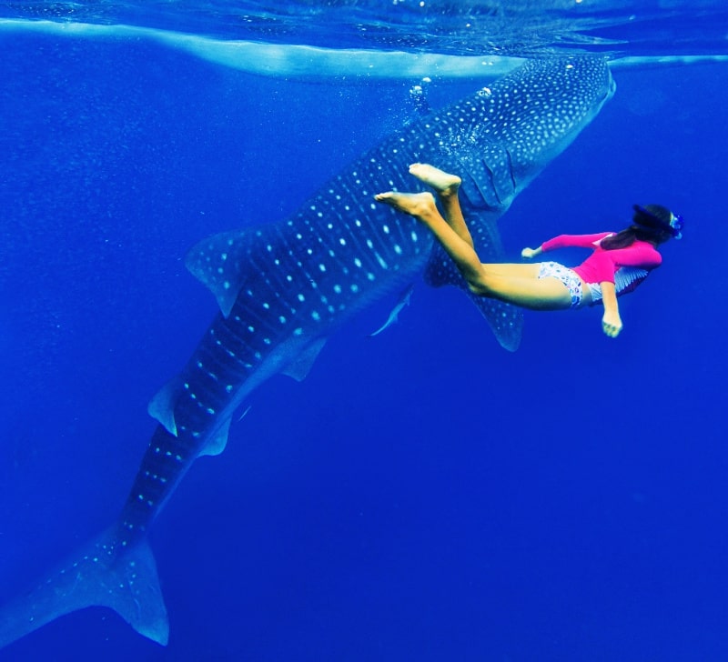 Swim with whale sharks in Oslob