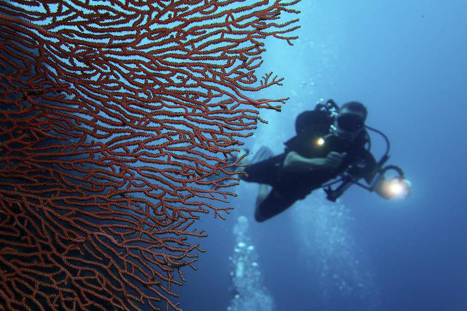 Take a plunge into the deep end with Anda Scuba Diving