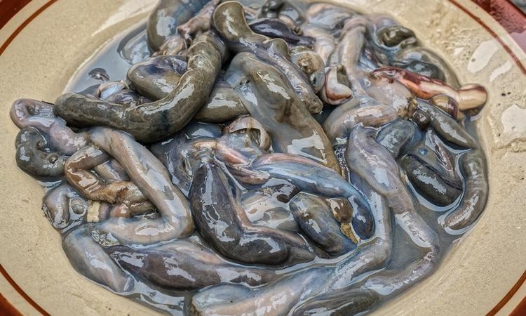 Tamilok (Shipworm or clam)