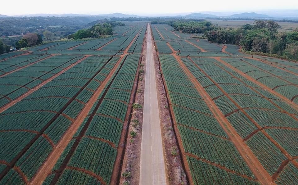 Visit Bukidnon Pineapple Farm