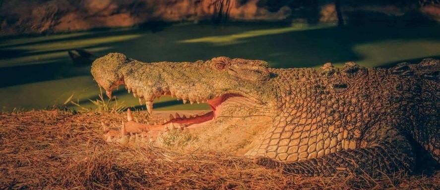 Visit Crocodile Park & Zoo
