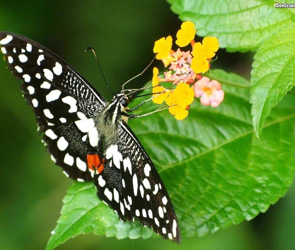Visit Jumalon Butterfly Sanctuary