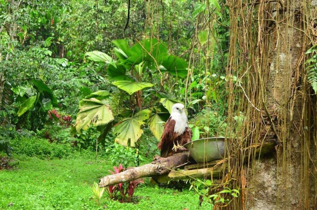 Visit The Philippine Eagle Center