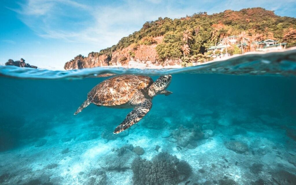 Apo Island (Dauin)