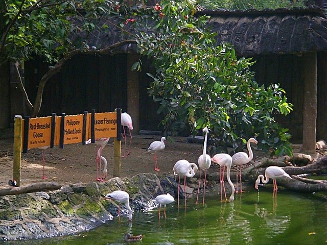 Avilon Zoo (Rizal)