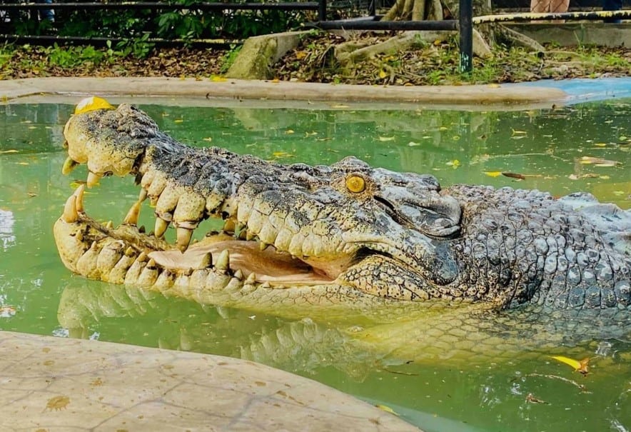 Davao Crocodile Park and Zoo
