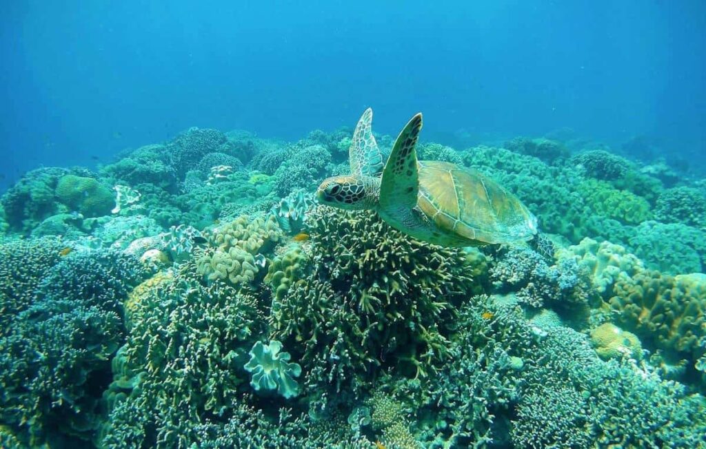Explore Apo Island