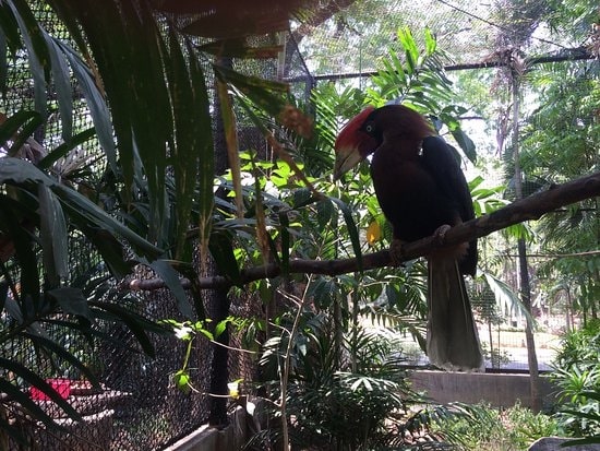 Ninoy Aquino Parks and Wildlife Center (Quezon City)