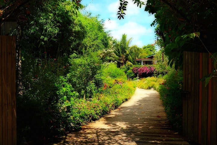 Sonya’s Garden