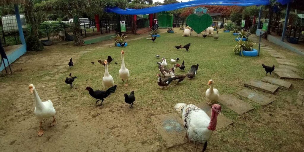 Tagaytay Paradizoo