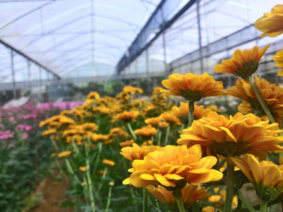 The Flower Farm