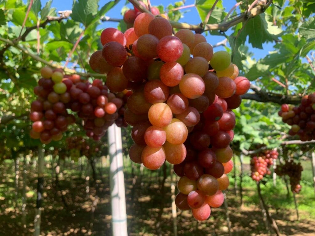 Try grape picking in Lomboy Farms