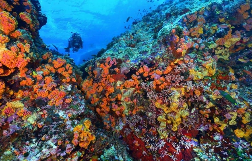 Tubbataha Reefs Natural Park - Palawan