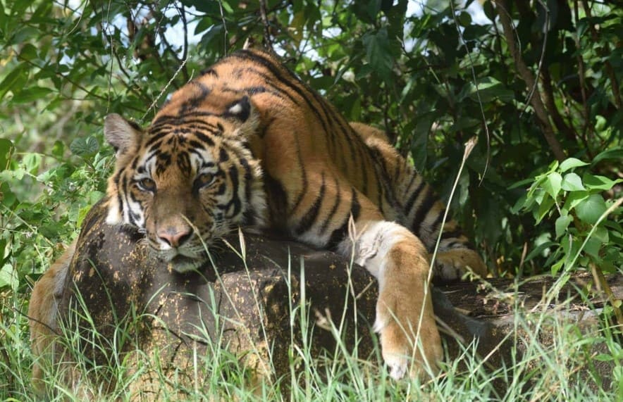 Zoobic Safari (Subic)