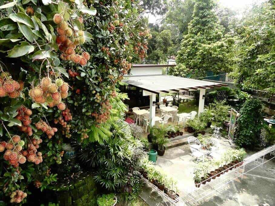 Greg & Sally Tree Garden Cafe in Marikina Heights, Marikina City