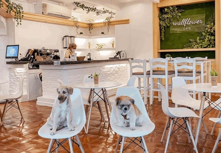 Have a play date at the Wallflower Cafe