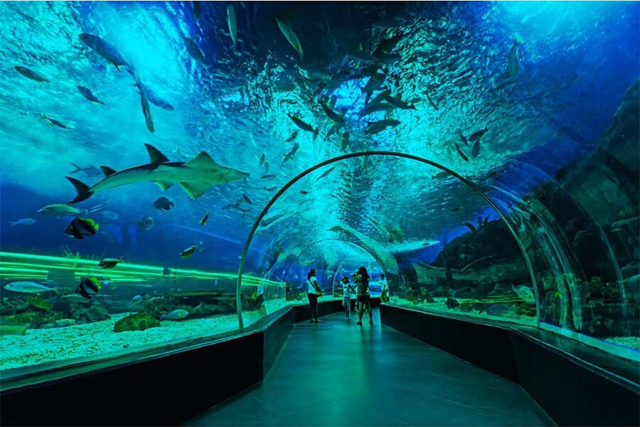 See your favorite animal at Manila Ocean Park