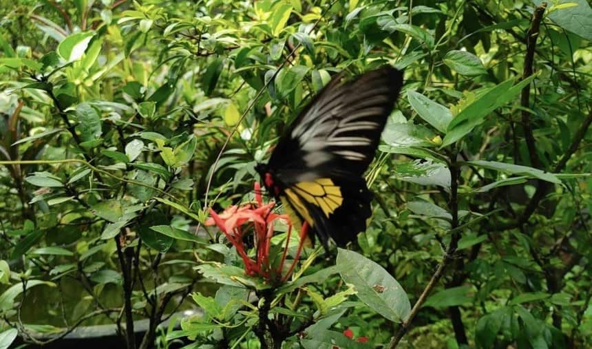 Walk around and be one with nature in Maybunga Rainforest Park