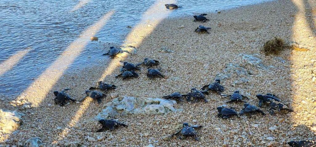 Visit the sea turtles’ nesting sites at Turtle Island